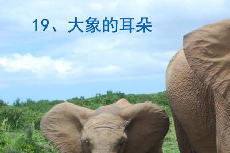 什么的大象词语