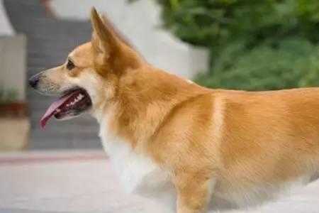 30斤柯基一天吃多少克