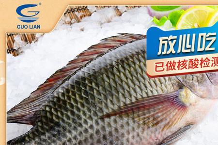 鲫鱼冻冻不起来什么原因
