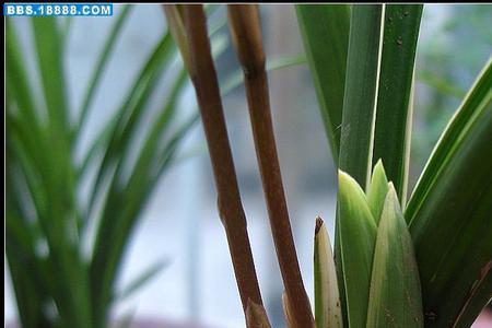 花葶和花径是不是一样