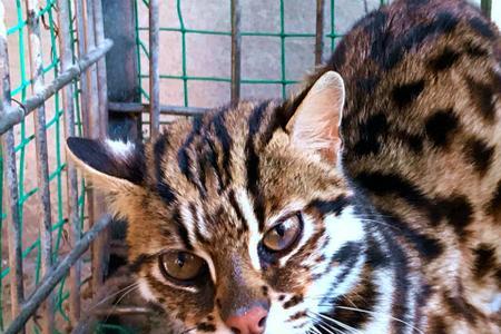 石豹猫多少斤