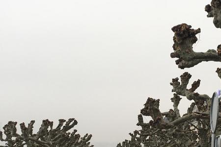 房顶上长桐树好不好