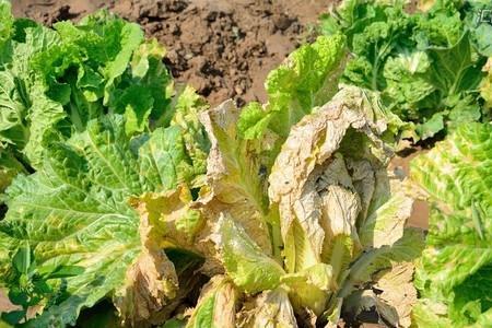 大白菜有黄斑叶片枯死怎么治