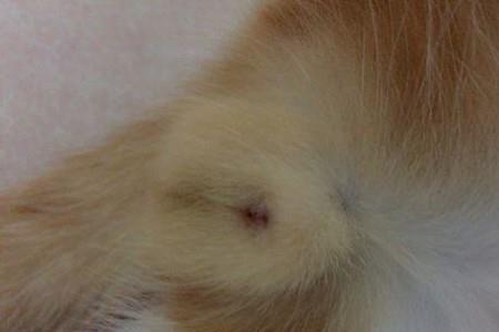 家里一只母猫可以繁殖吗