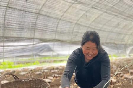 人工羊肚菌可以采收几次