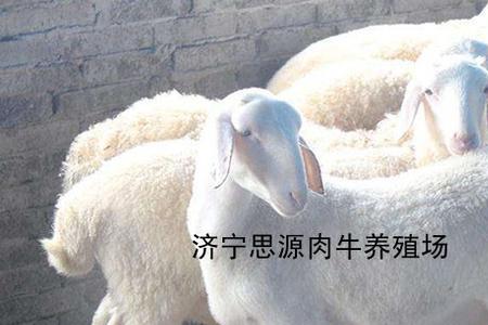 60斤的绵羊口感咋样