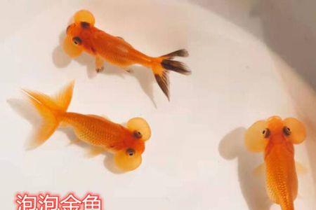 兰寿和锦鲤哪个好养
