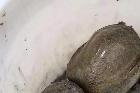 甲鱼怎么养在家里