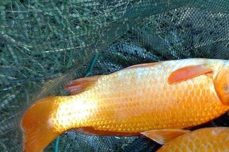 鲤鱼鳞片10厘米左右鱼有多大
