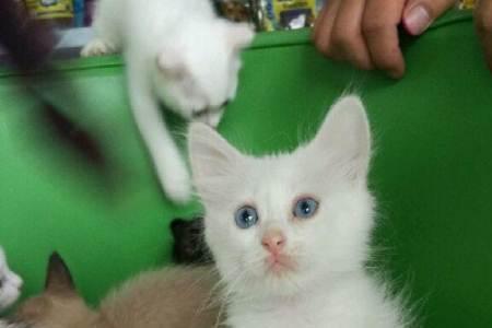 公狮子猫是短毛么