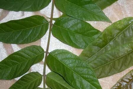 香椿和菜椿有什么区别