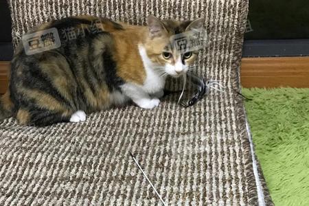 为啥猫咪总把逗猫棒叼猫砂盆里