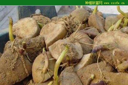 怎样区分土豆顶芽与底芽