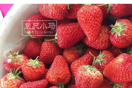 丹东99草莓和红颜草莓区别