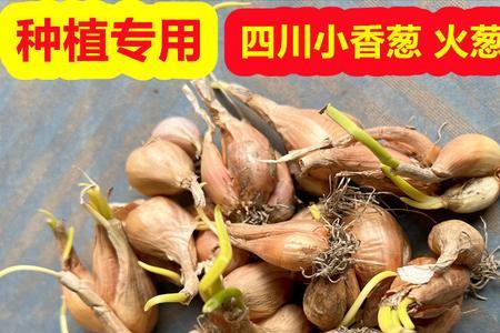 火葱头和香葱头的区别