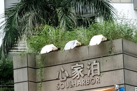 泊心于爱的意思