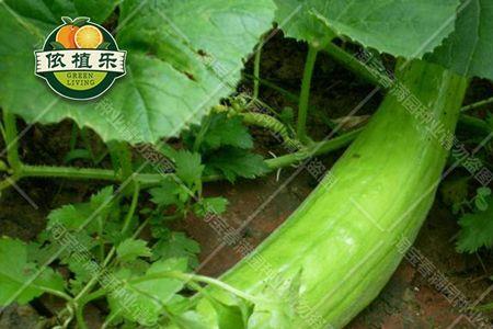 梢瓜品种