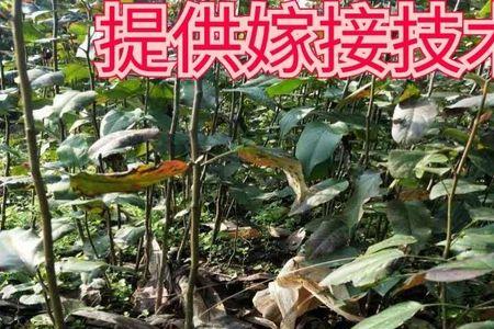 野糖梨树做砧木能嫁接哪些树木