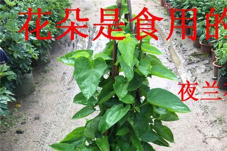 夜香花多长多大