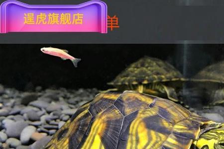 黄耳龟能和鱼深水混养吗