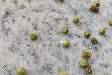 绿豆几月份好生虫
