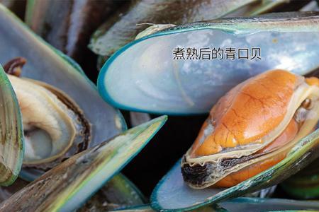 青口热量