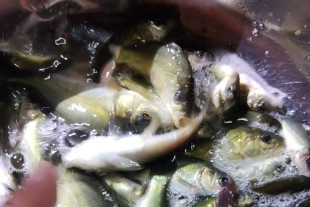 胡子鱼和无甲鲤鱼哪个好吃