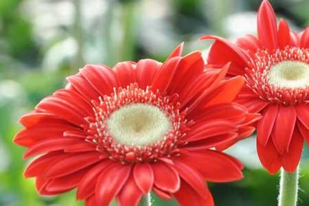 香格里拉非洲菊花语
