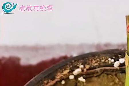 七月份嫁接月季什么方法最好