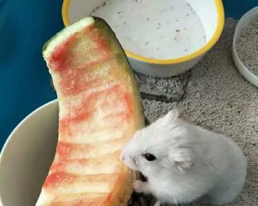 金丝熊可以吃杏子吗
