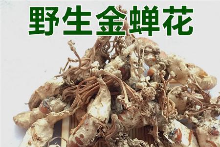 什么样的竹林才有金蝉花