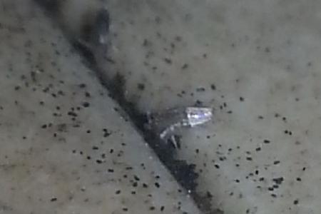 厨房什么地方生白虫子