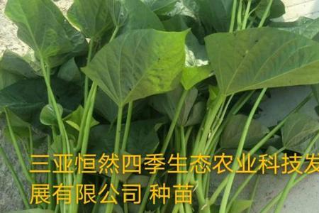 苕尖种子哪里有售