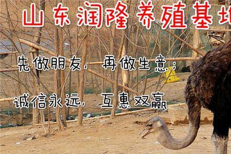 鸵鸟属于家禽吗