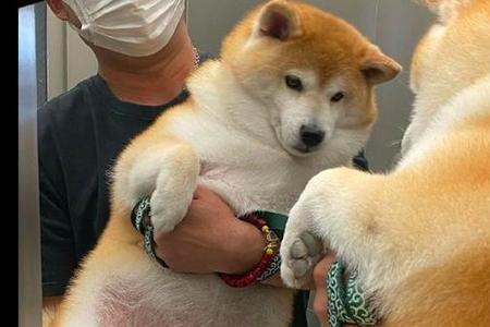 母柴犬为什么会抱大腿