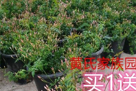 庭院耐阴耐寒木本植物