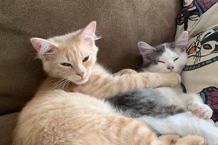 猫咪会和比它小的猫生孩子么