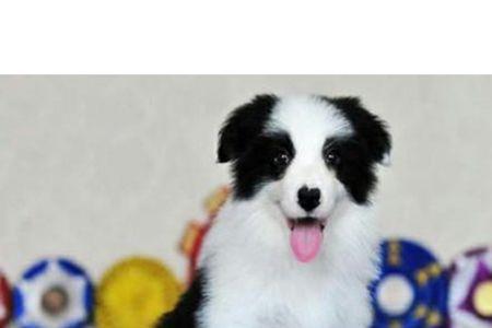 边境牧羊犬血统证怎么办