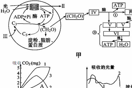 光合作用速率指的是什么