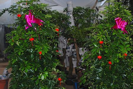 鸭脚树能不带根能查活吗