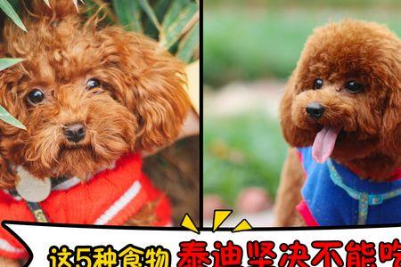 泰迪能吃西兰花吗