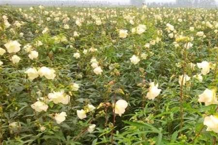 金葵花什么时候播种