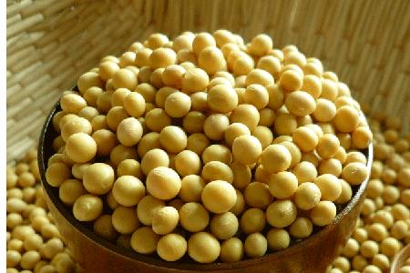 小黄豆是转基因吗