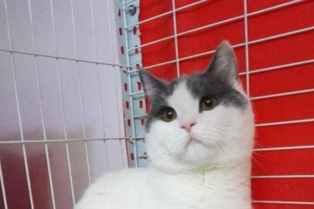 蓝白公猫配蓝白母猫出什么幼猫