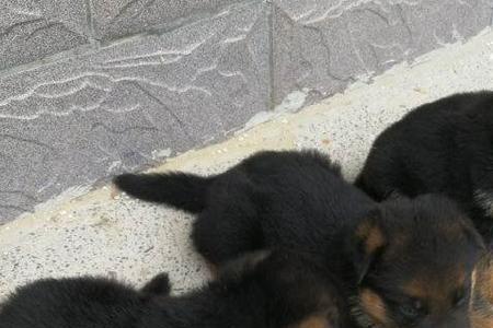 德牧幼犬有多大