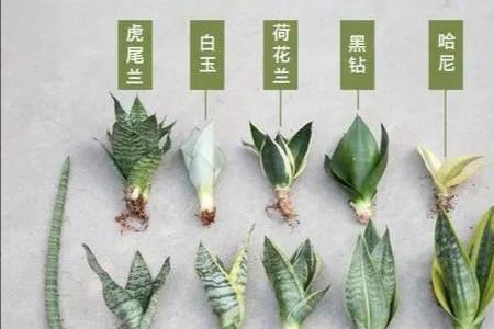 虎皮兰长脚和短脚区别