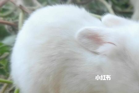 你是不是小白兔啥意思