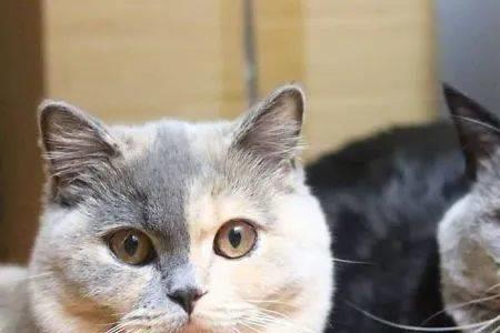 猫的遗传规律