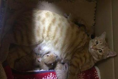 橘猫一般第一胎生多少只
