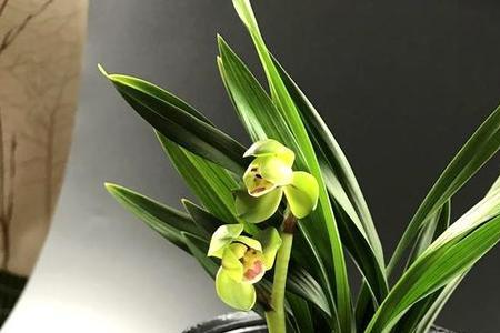 蕙兰晓玉荷是杂交兰吗